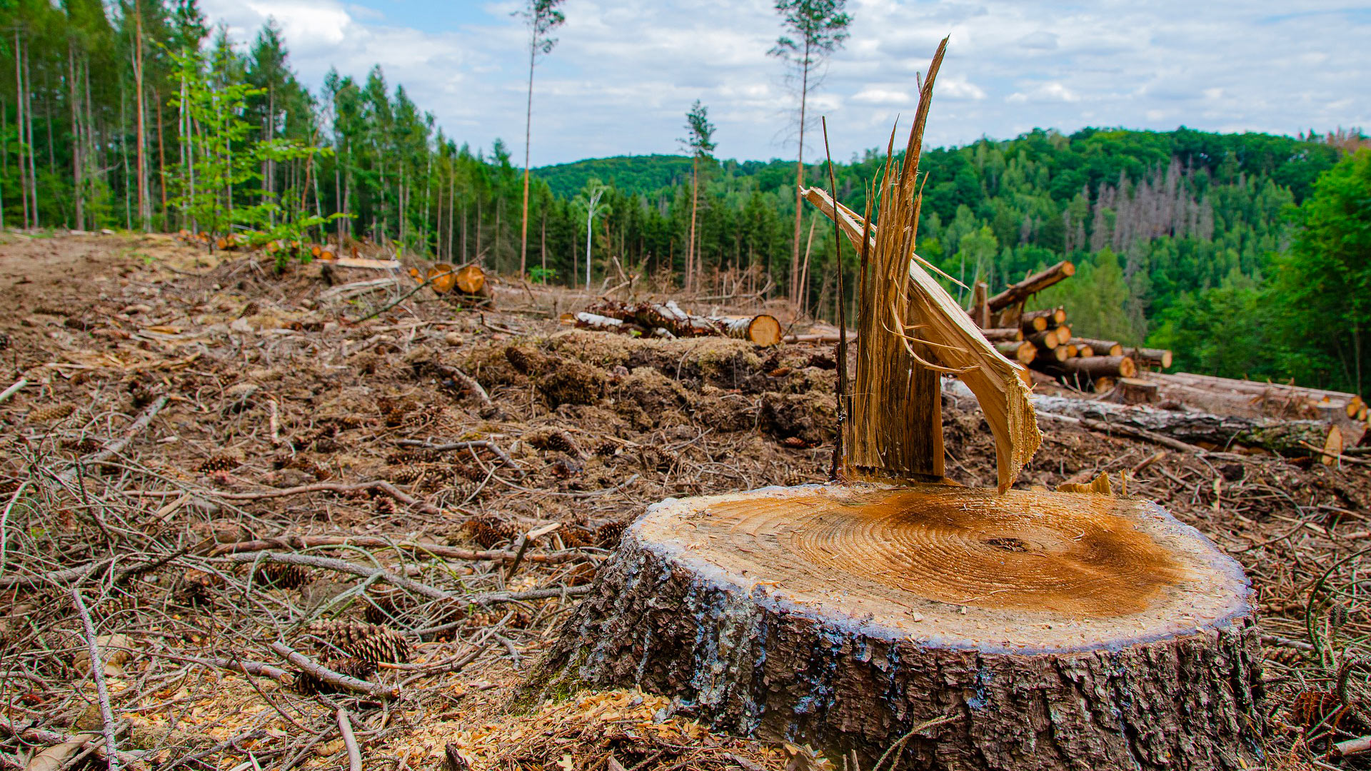 De pie con los árboles: Una respuesta de fe a la deforestación tropical -  Congregación de la Misión