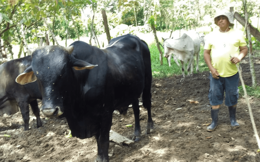 Cattle Herd Breeding Project, Costa Rica